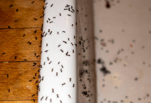 Best Termite Control Services  in Darnestown, MD