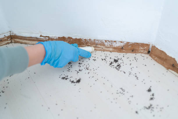 Best Emergency Pest Control  in Darnestown, MD